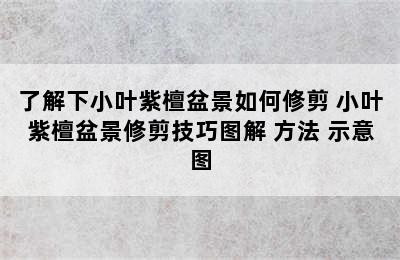 了解下小叶紫檀盆景如何修剪 小叶紫檀盆景修剪技巧图解 方法 示意图